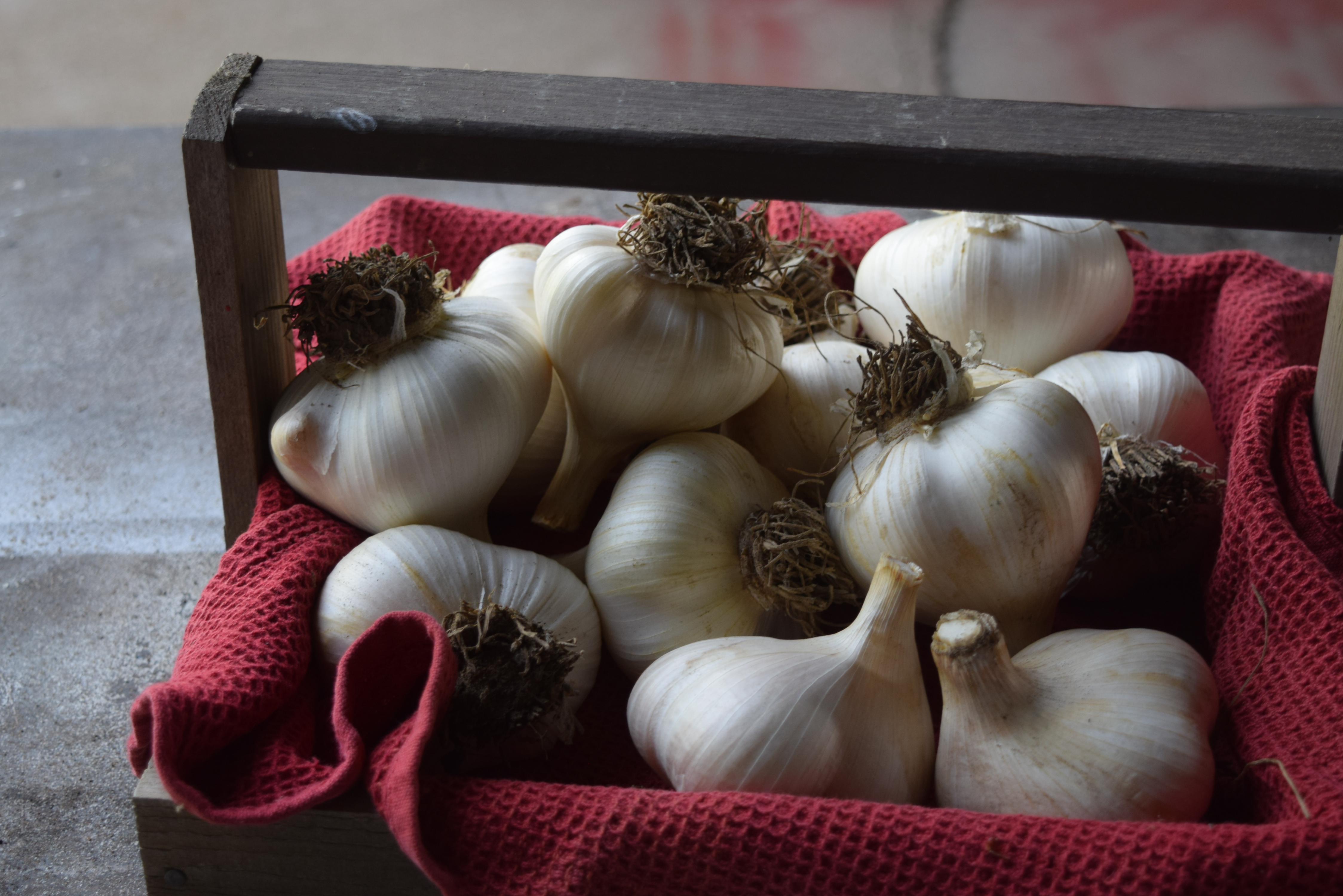 A Century of Garlic