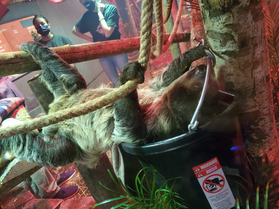 Sash the Two-Toed Sloth Celebrates Her First Birthday at the Arizona Science Center