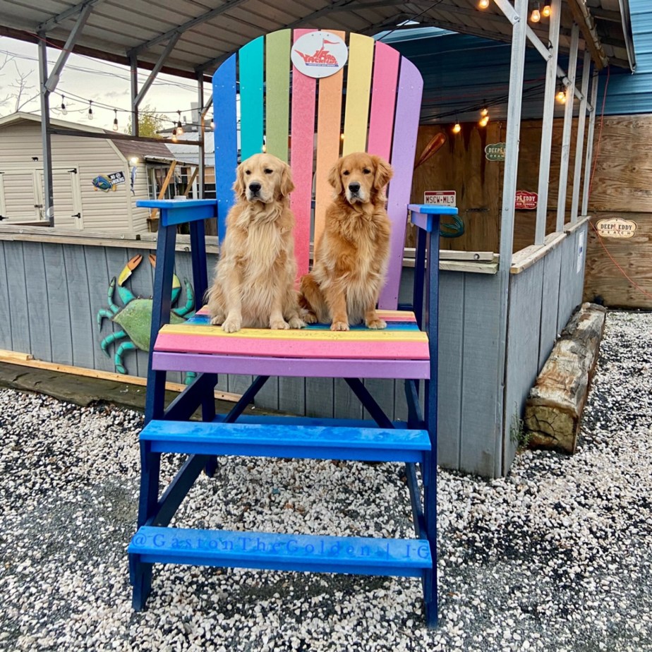 Road Trippers Now Have Many Options for Taking Their Four-Legged Friends Along