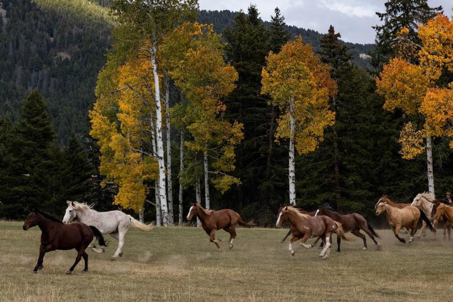 Lone Mountain Ranch’s 11th Annual Authentic Wild West Rodeo Week