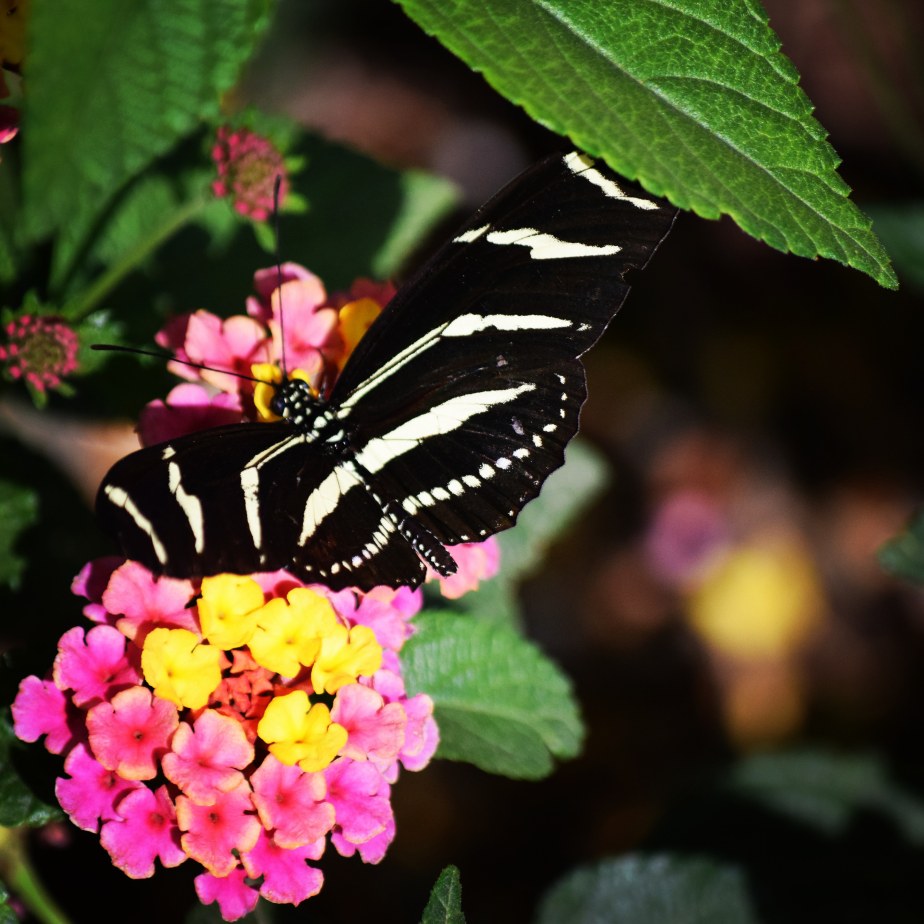 Giving You Butterflies!