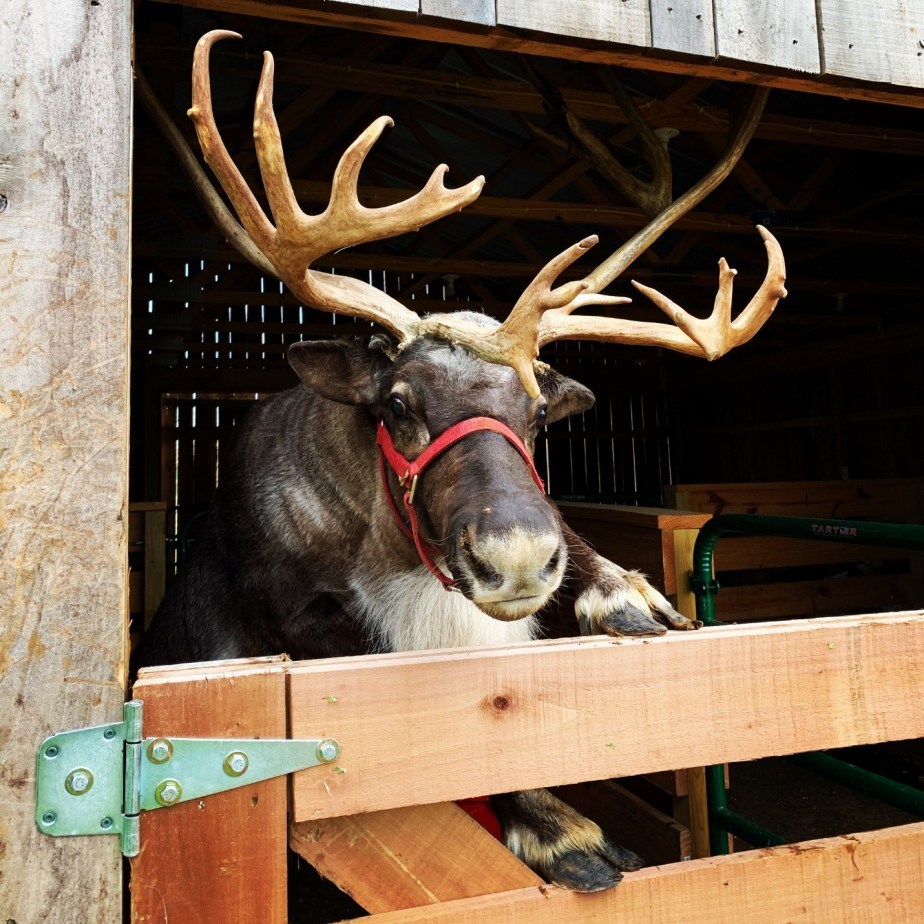 Reindeer Farm in Kentucky Prepares for the Ho-Ho-Holiday Season