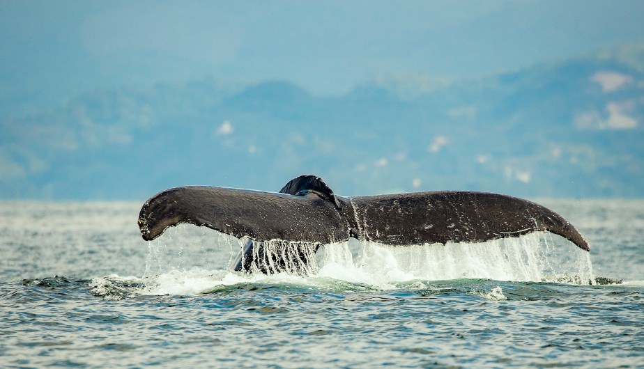 Everything You Need to Know about San Blas in Nayarit, Mexico
