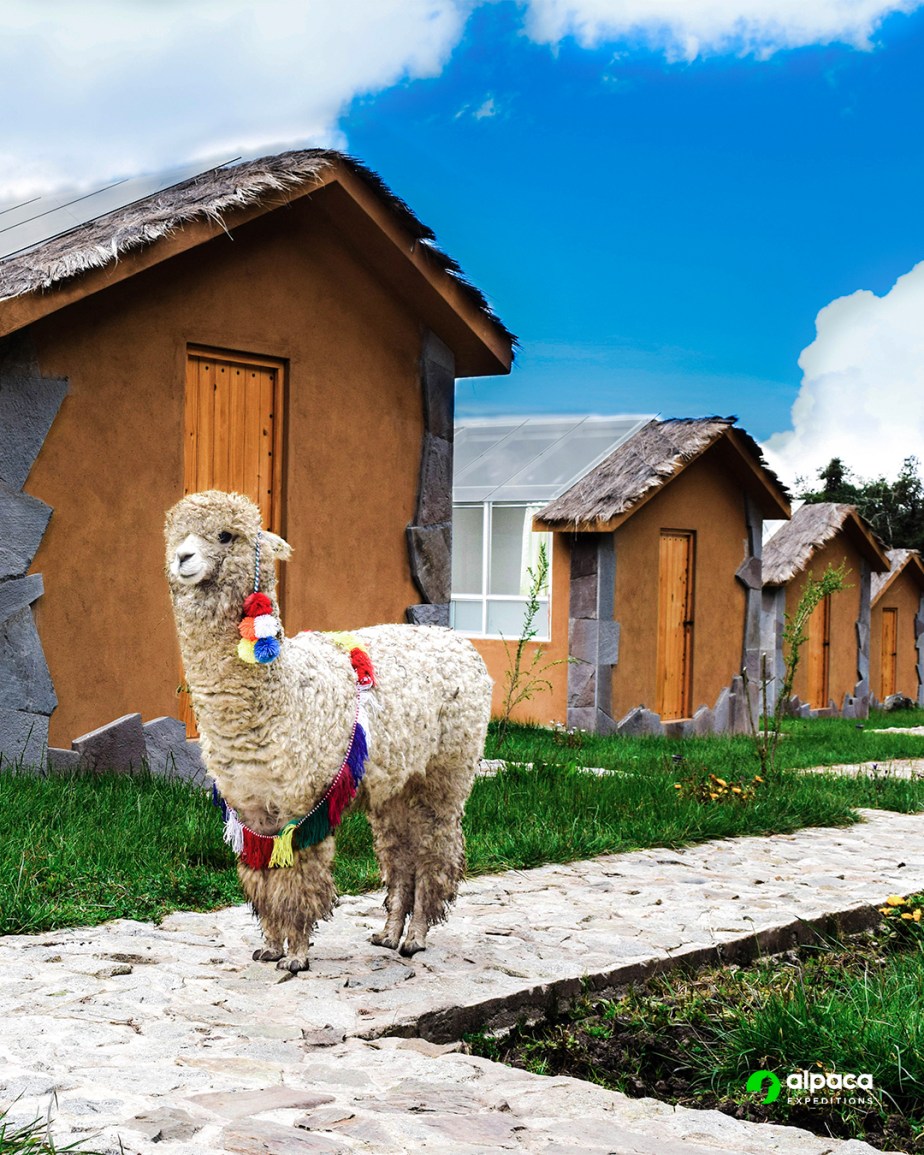 Discover the Beauty of Machu Picchu  on a Women-Only Apaca Expedition